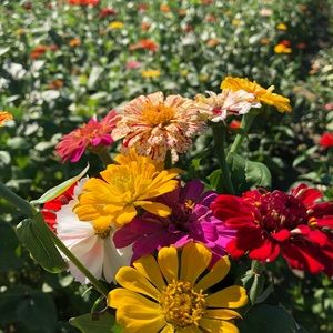 Meet your Posher, Brandy